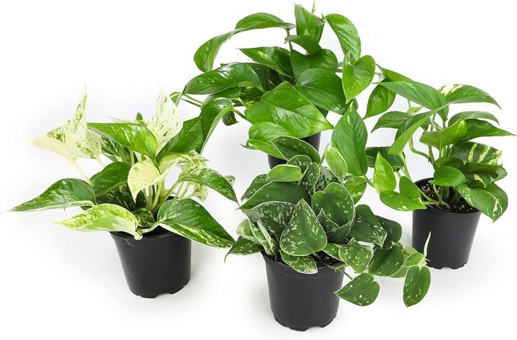 No. 10 - Live Pothos Plants (4PK) - 2