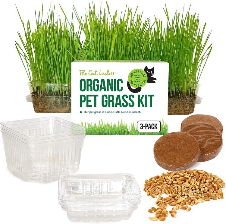 No. 10 - Cat Grass Growing Kit - 1