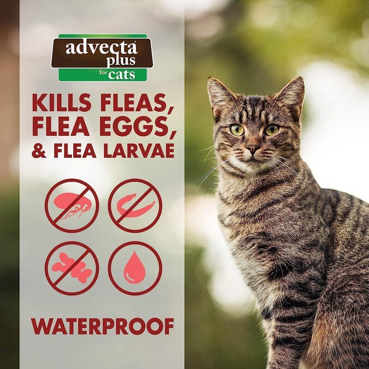 No. 9 - Advecta Plus Flea Prevention - 3