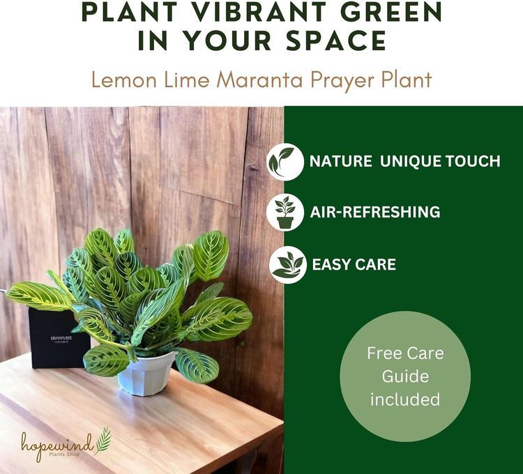 No. 4 - Lemon Lime Prayer Plant - 5