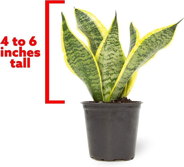 No. 5 - Live Snake Plant - 3