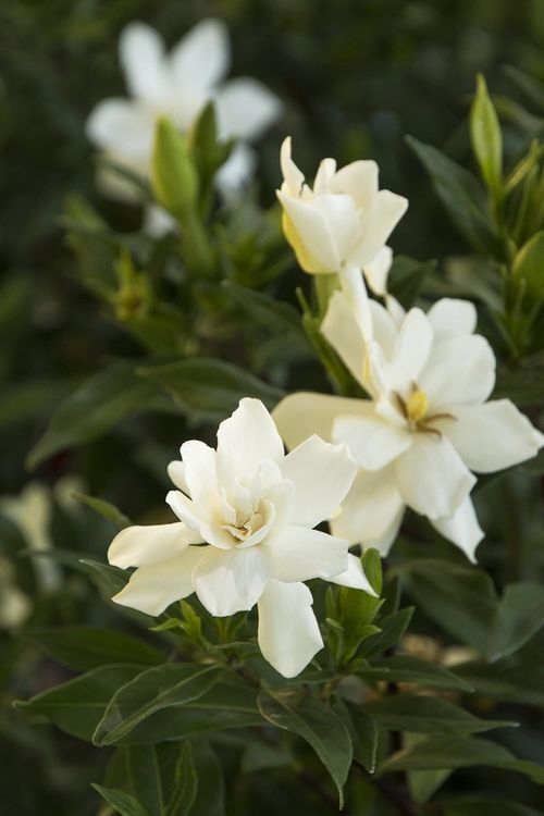 No. 5 - Shrub Gardenia Frostproof - 2