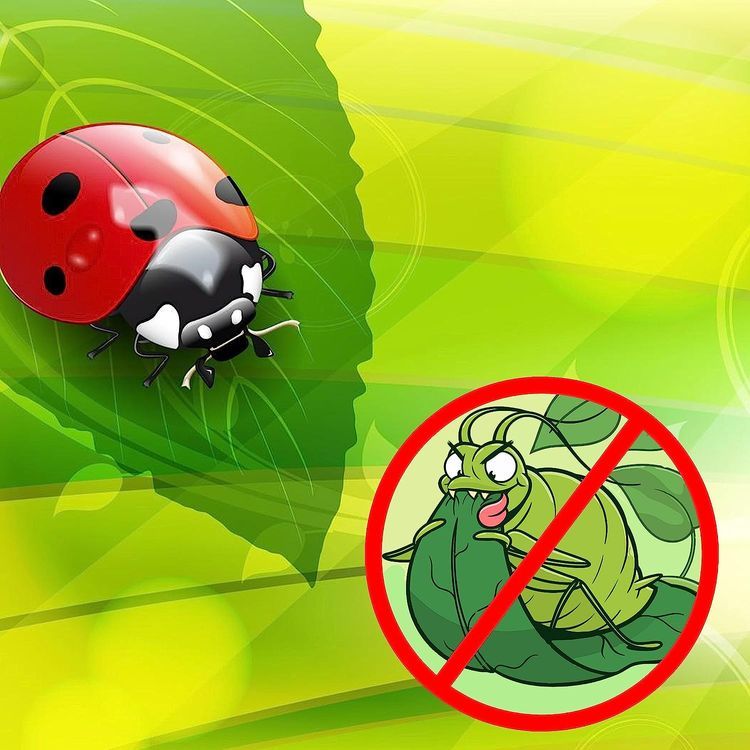 No. 5 - Ladybugs for Pest Control - 3