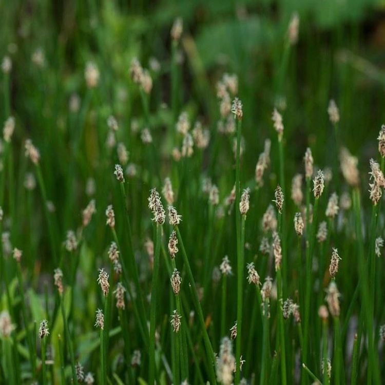 No. 1 - Chalily Aquatic Plants - 2