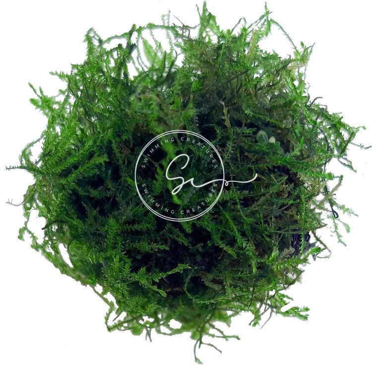 No. 5 - Java Moss - 1