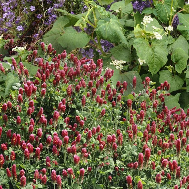 No. 4 - Outsidepride Crimson Clover Legume Seed - 3