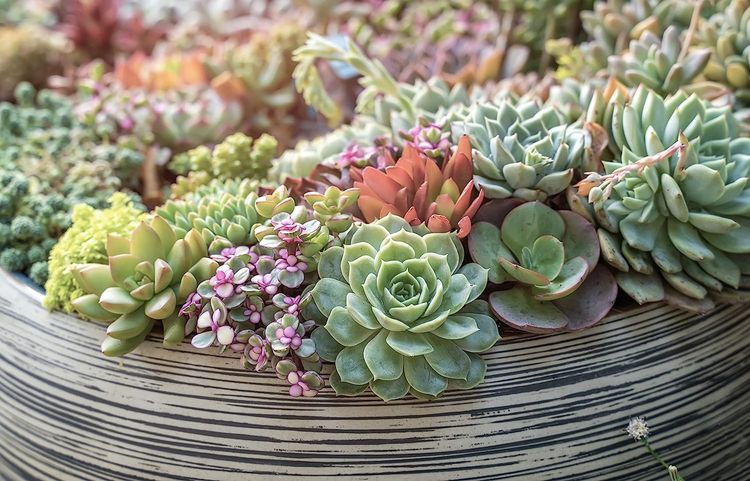 No. 6 - Altman Plants Live Succulent Plants - 4