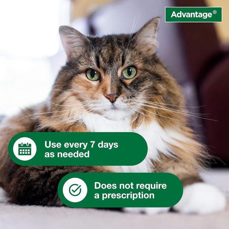 No. 2 - Advantage Cat Flea Control Shampoo - 5