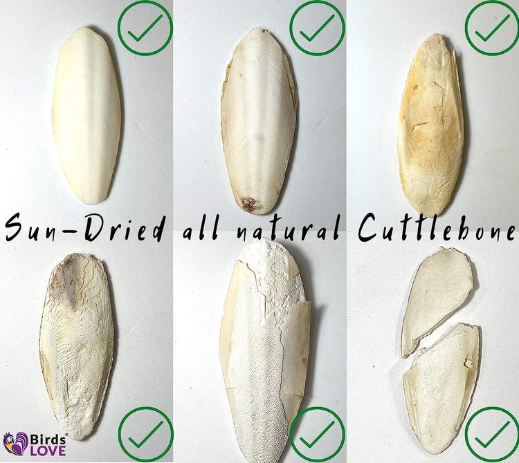 No. 1 - Birds LOVE Natural Cuttlebone - 5