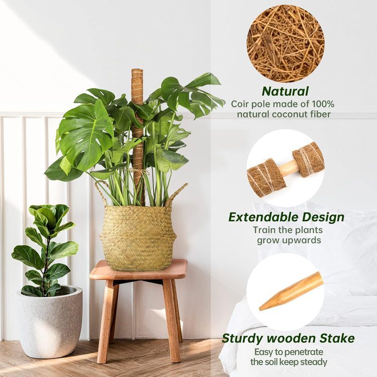 No. 4 - Monstera Moss Stick - 4