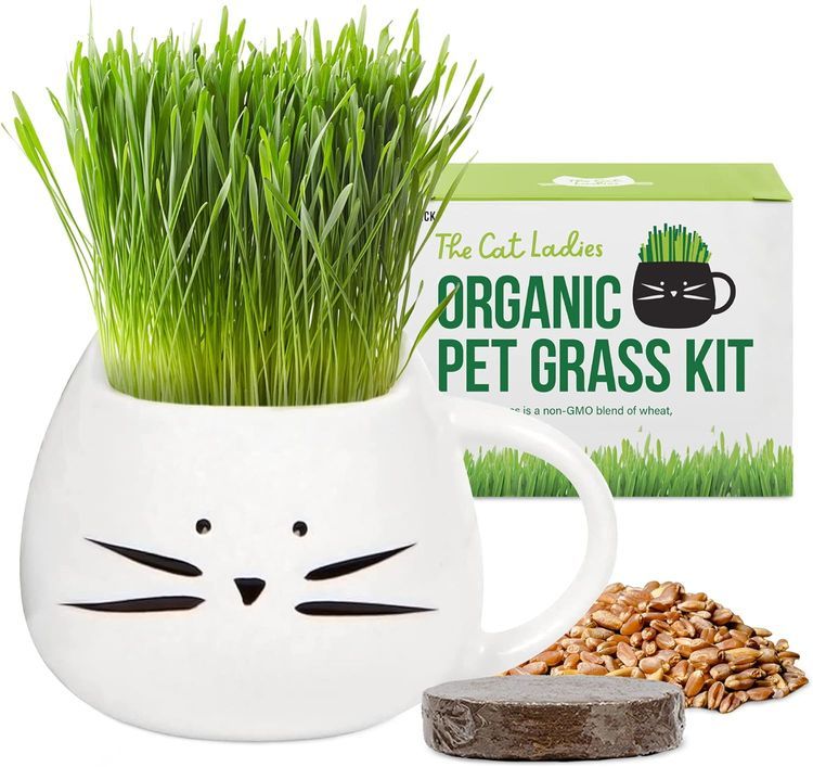 No. 8 - Cat Grass Growing Kit - 1