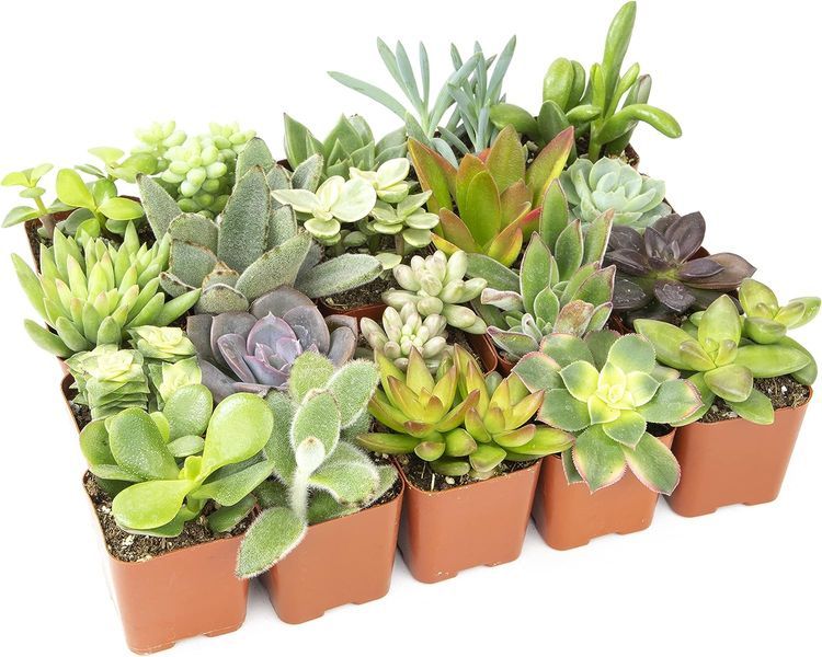 No. 6 - Altman Plants Live Succulent Plants - 3