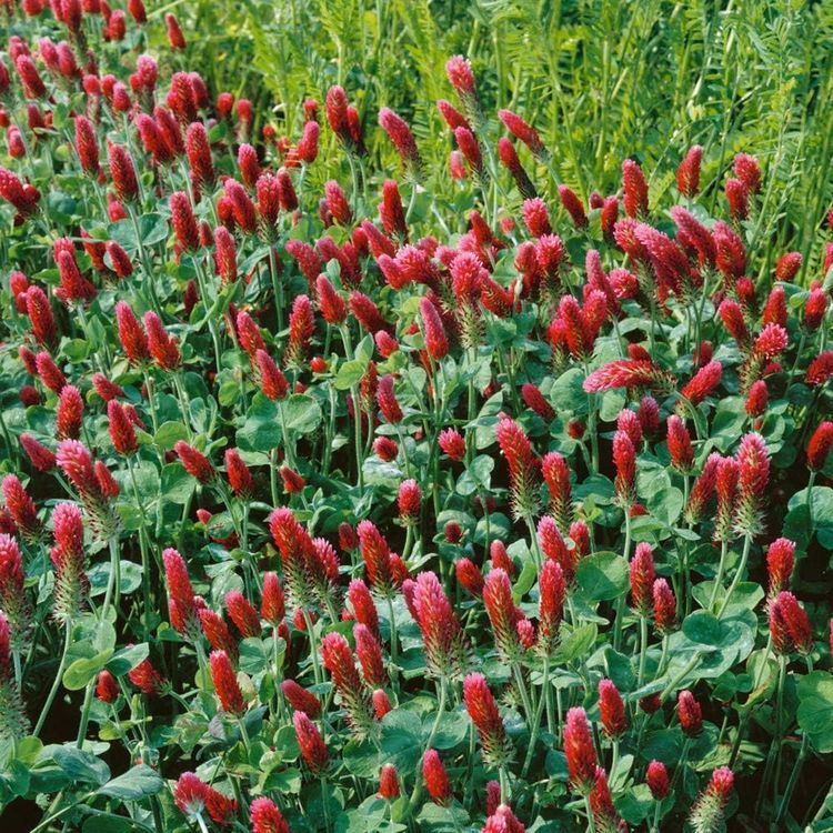 No. 4 - Outsidepride Crimson Clover Legume Seed - 5