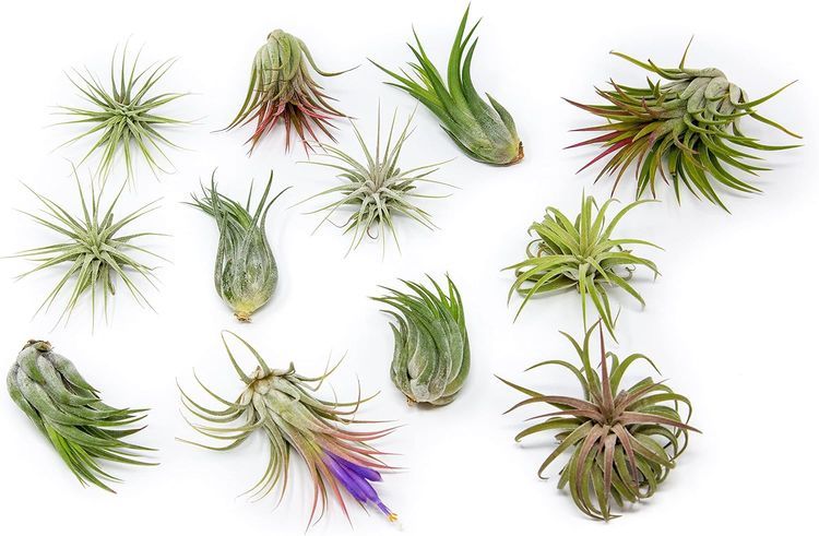 No. 8 - Air Plant Shop 12-Pack Assorted Air Plants - 1