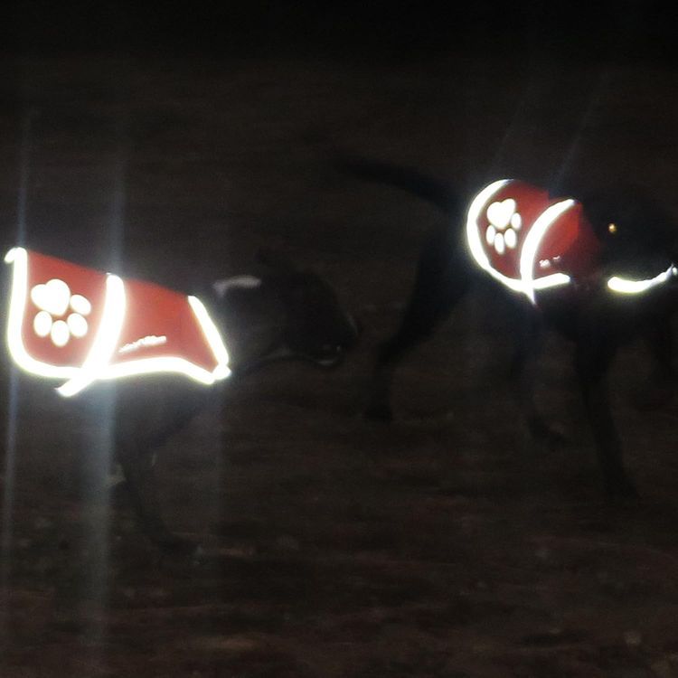 No. 5 - SafetyPUP XD Reflective Dog Vest - 5