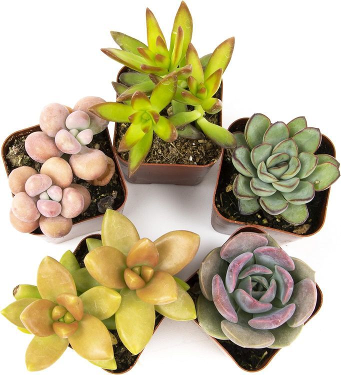 No. 2 - Altman Plants Succulents - 2