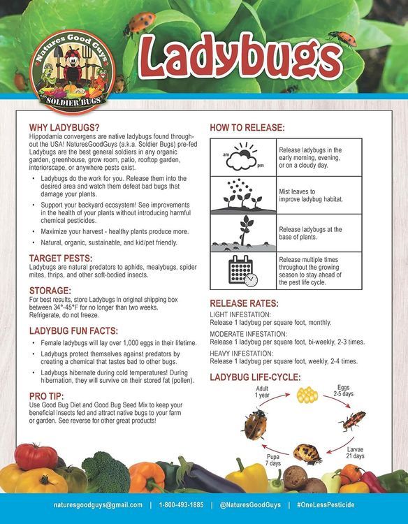 No. 4 - Nature's Good Guys Live Ladybugs - 4