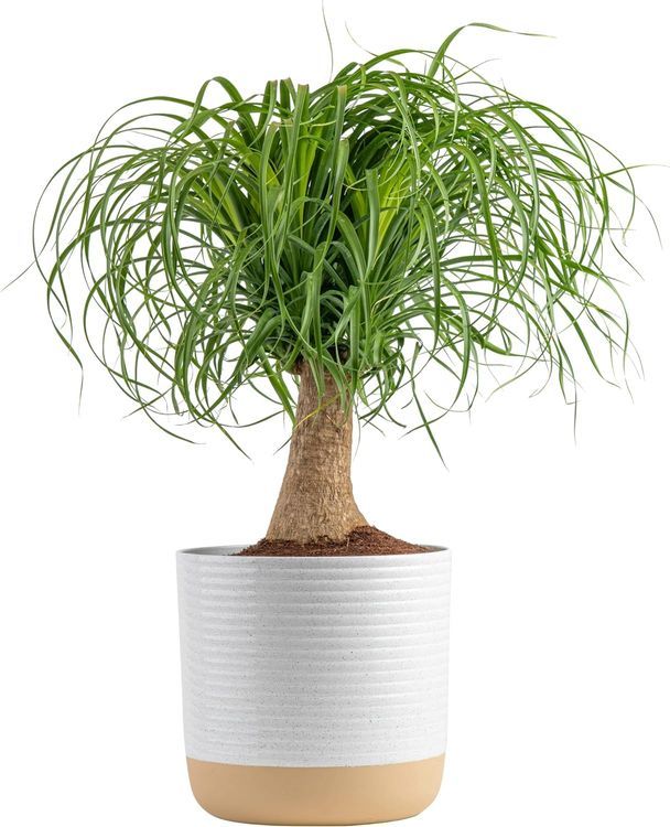 No. 4 - Costa Farms Ponytail Palm Bonsai - 1