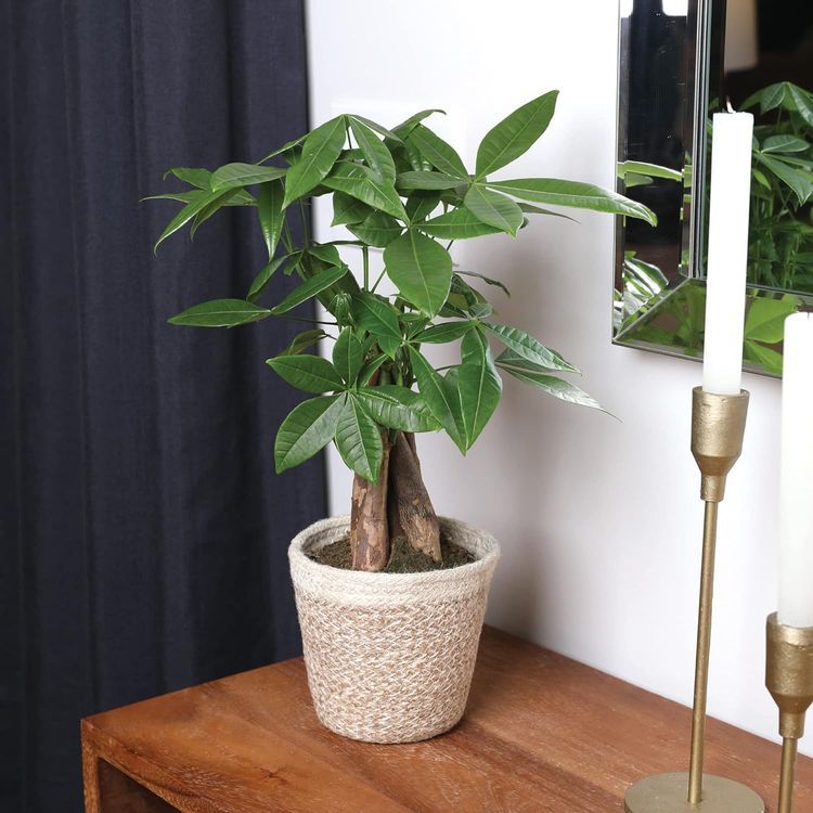 No. 10 - DALIYREPAL Money Tree Plant - 3