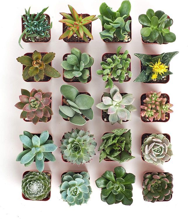 No. 7 - Shop Succulents Unique Succulent Plant Pack Bulk Collection - 2