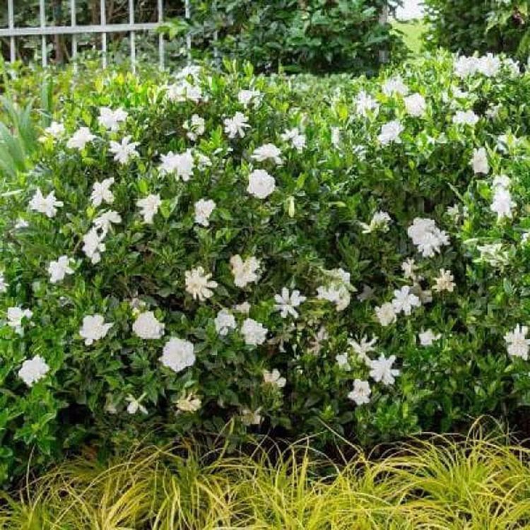 No. 2 - Jubilation Gardenia Shrub - 4