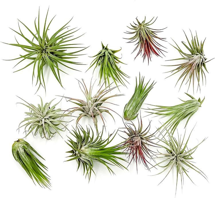 No. 10 - ragnaroc Air Plants - Tillandsia Ionantha Pack - 1