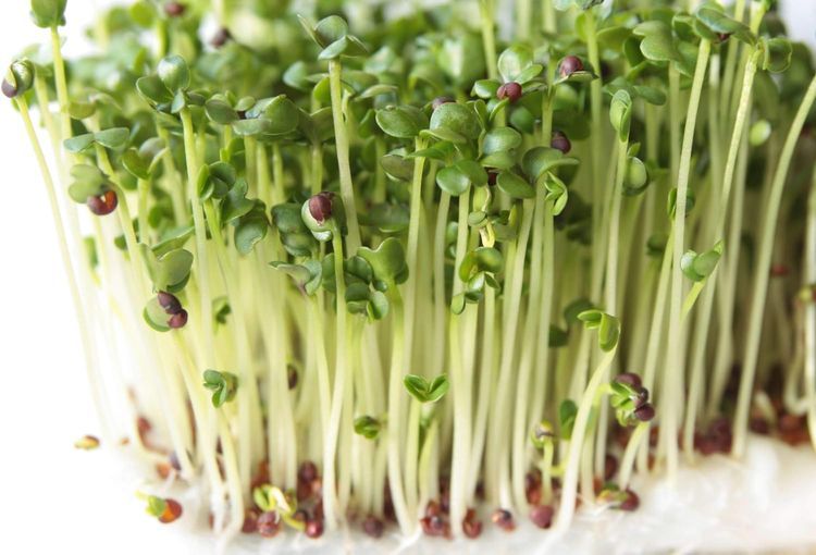 No. 3 - Broccoli Sprouts Seeds Kit - 5