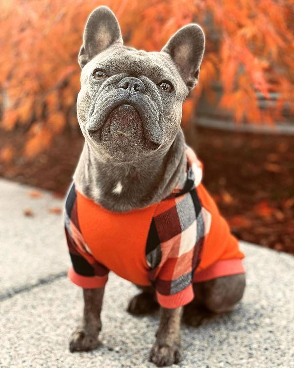 No. 3 - Fitwarm Dog Plaid Shirts - 4
