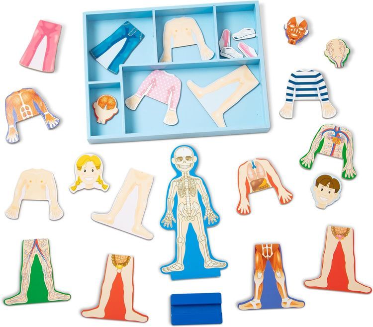 No. 2 - Magnetic Human Body Anatomy Playset - 4