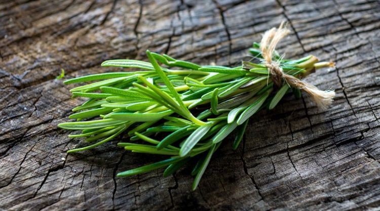 No. 7 - Gaea's Blessing Seeds - Rosemary Seeds - 5