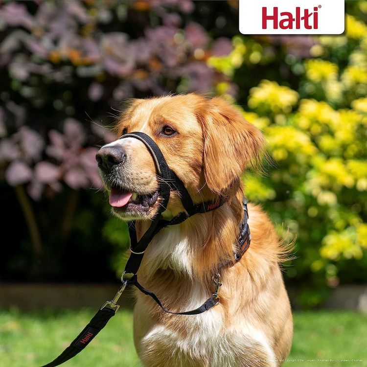 No. 2 - HALTI Headcollar - 4