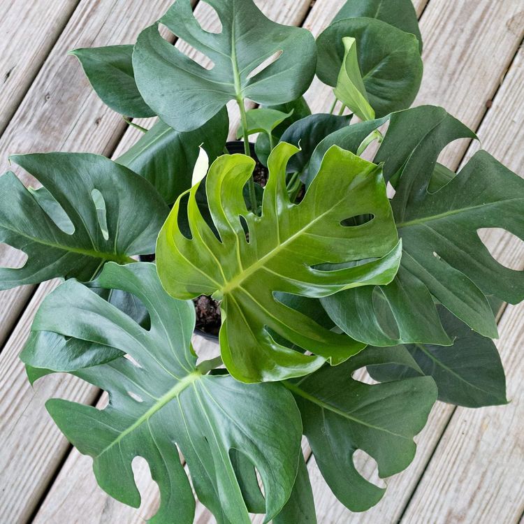 No. 3 - U UNITED NURSERY Monstera Deliciosa Plant - 5