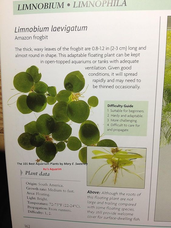 No. 9 - G'z Amazon Frogbit Live Aquarium Plants - 3