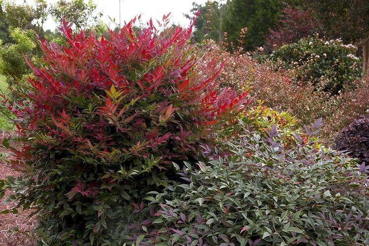 No. 4 - Southern Living Obsession Nandina - 3