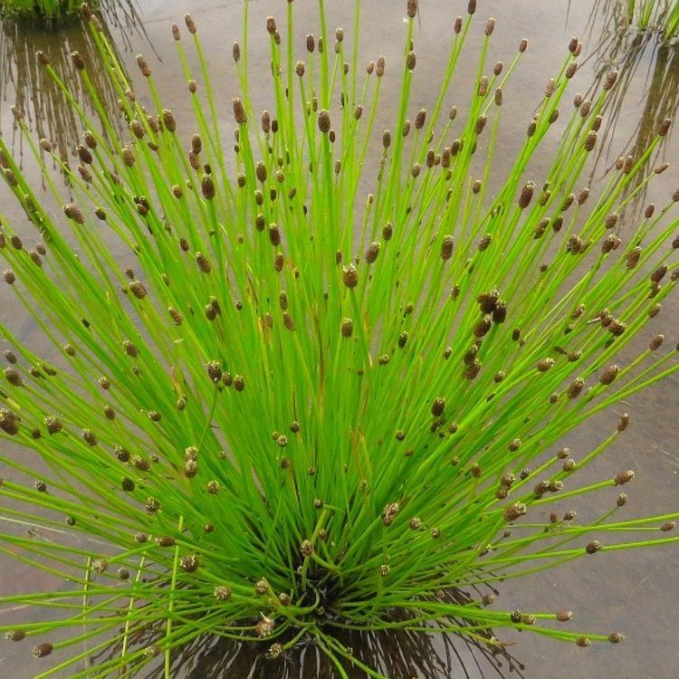 No. 1 - Chalily Aquatic Plants - 5