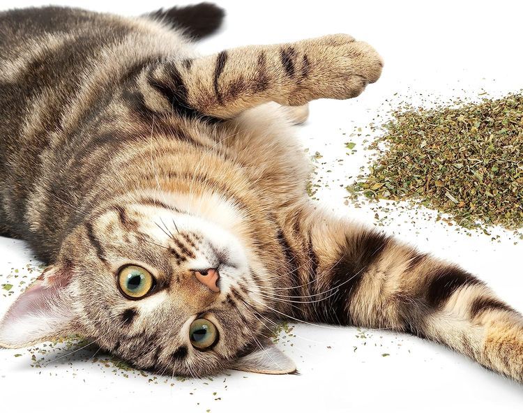 No. 3 - SmartyKat Catnip for Cats & Kittens - 5