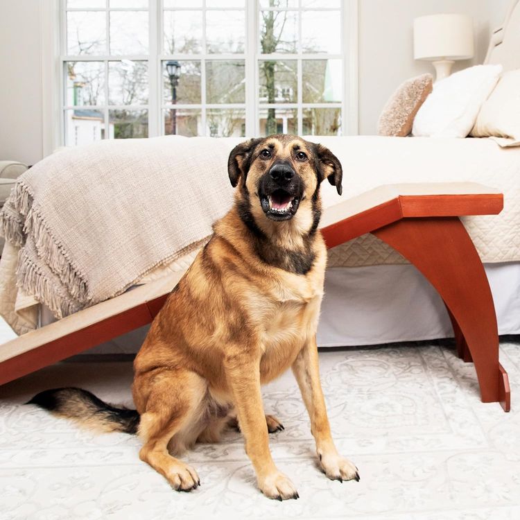 No. 4 - PetSafe CozyUp Bed Ramp - 2