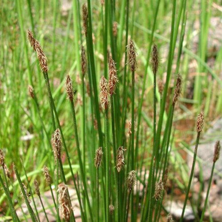 No. 1 - Chalily Aquatic Plants - 4