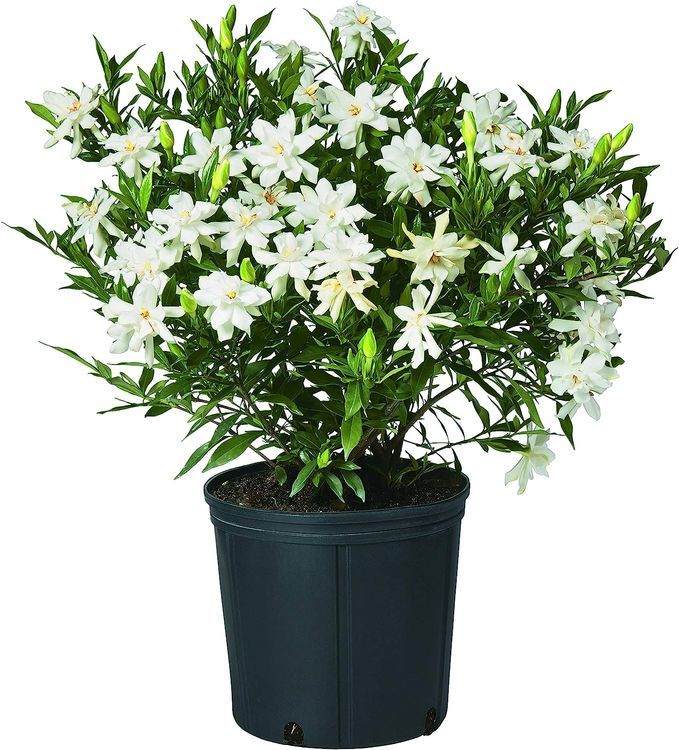 No. 5 - Shrub Gardenia Frostproof - 1