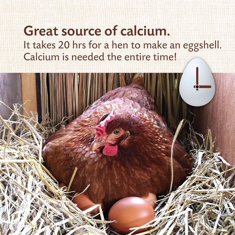 No. 2 - Manna Pro Crushed Oyster Shell Calcium Supplement For Laying Chickens - 3