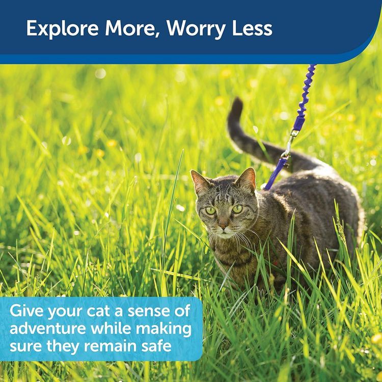 No. 9 - PetSafe Come With Me Kitty Harness and Bungee Leash - 5