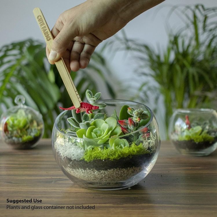 No. 9 - Large Terrarium Kit - 2