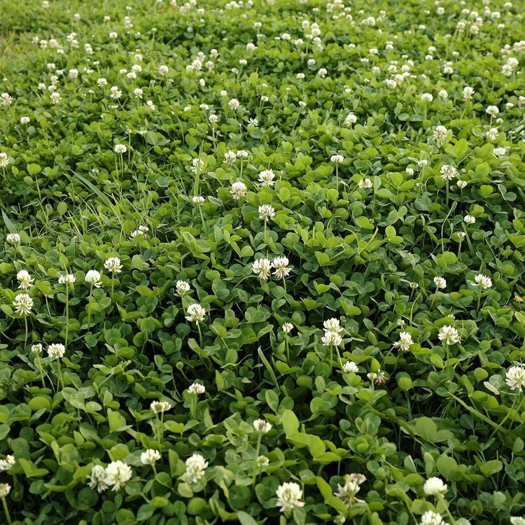 No. 7 - White Dutch Clover Seeds - 5