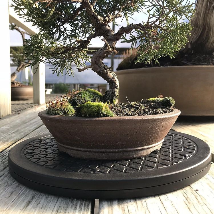 No. 3 - Mighty Mini Bonsai Turntable - 4