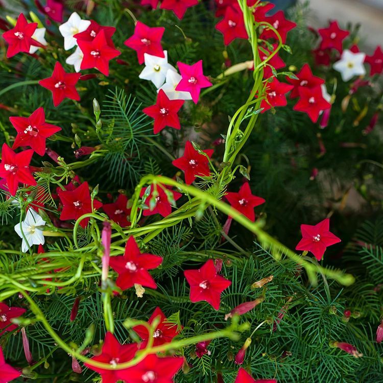 No. 10 - Outsidepride Ipomoea Pennata Cypress Climbing Vine Plant Flower Seed Mix - 2