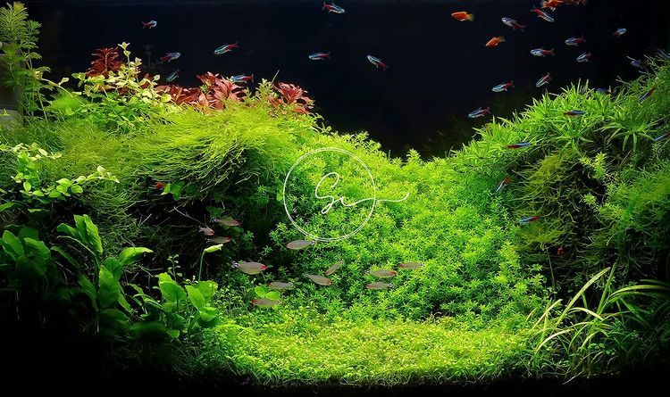 No. 5 - Java Moss - 3