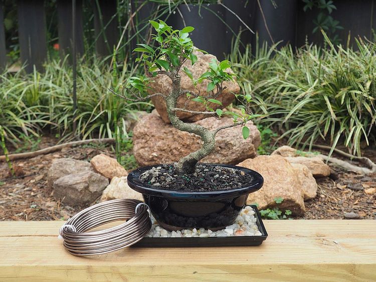 No. 6 - Bonsai Training Wire - 3