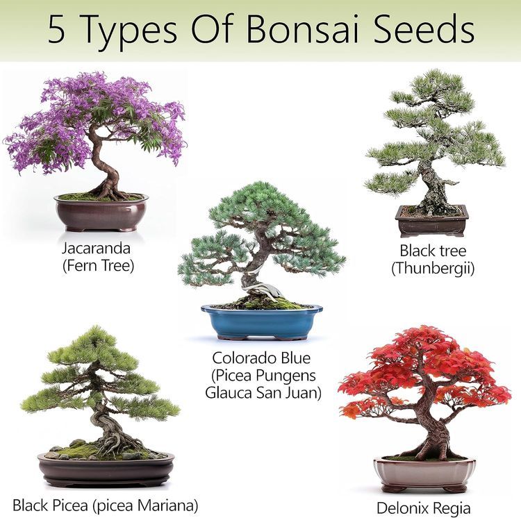 No. 2 - Bonsai Tree Kit - 2