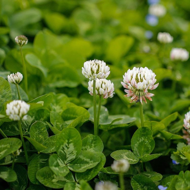 No. 7 - White Dutch Clover Seeds - 1