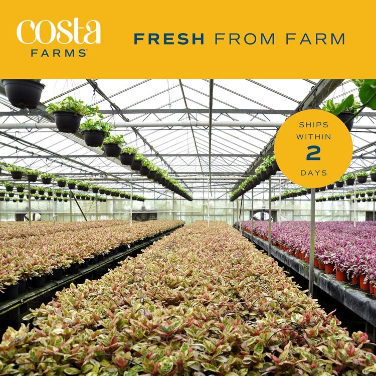 No. 1 - Costa Farms Money Tree - 5